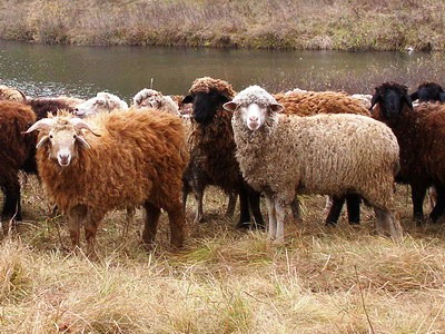 каракульская овца